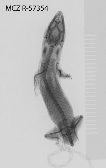 Media type: image;   Herpetology R-57354